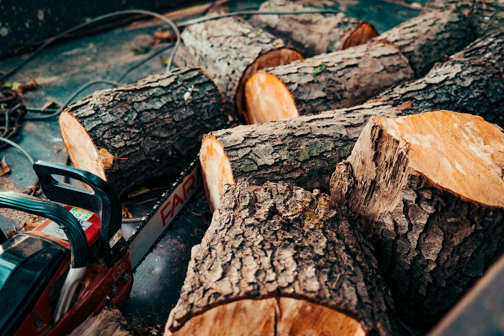Chainsaw resting on freshly felled logs after a tree removal job