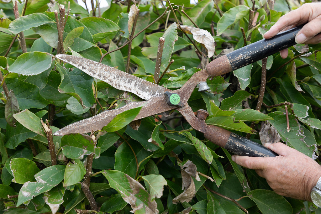 Hands trimming a hedge with garden shears during a tidy-up job