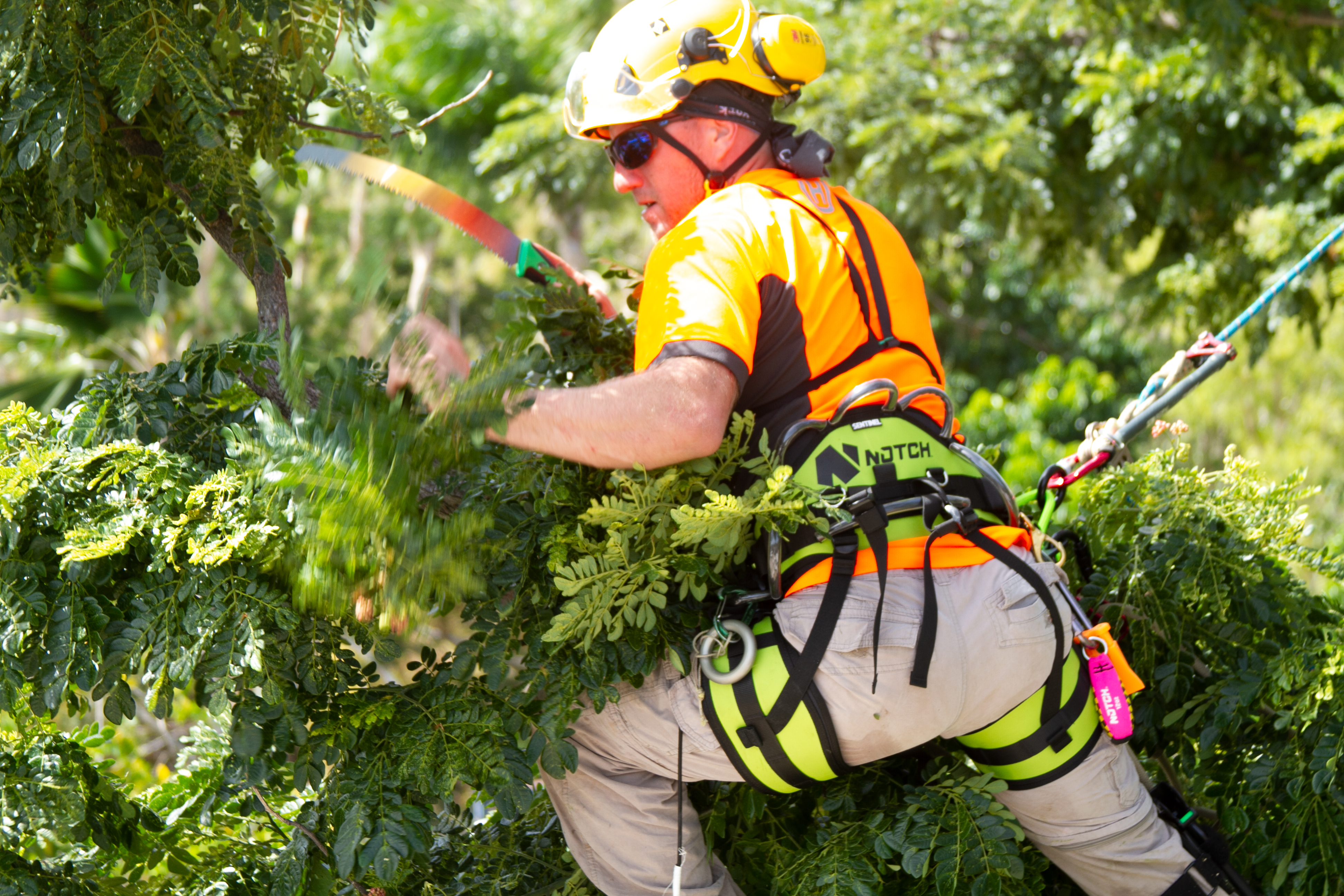 Arborist in hi-vis gear pruning branches with a hand saw in a Christchurch tree canopy