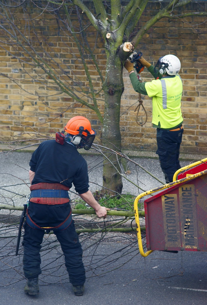 Two tree workers in helmets and hi-vis trimming a street tree beside a chipper truck